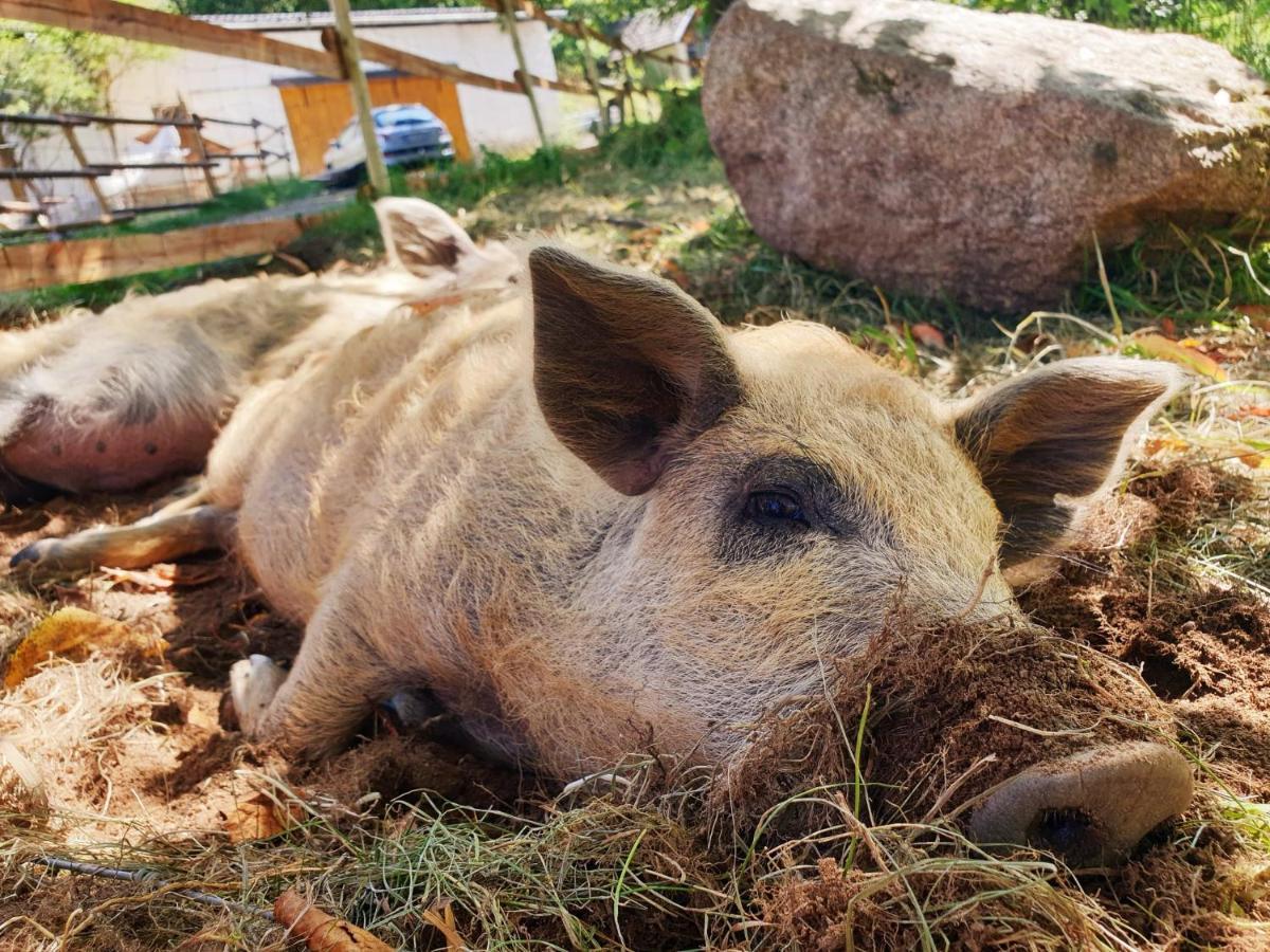 Die Alm In Schoellbuechl, Privatzimmer Sankt Martin  Exteriér fotografie
